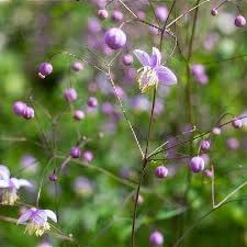 Attēlu rezultāti vaicājumam “Thalictrum lucidum flower”