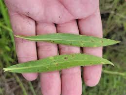 Attēlu rezultāti vaicājumam “Solidago canadensis leaf”