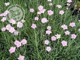 Image result for Dianthus gratianopolitanus