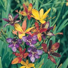 Image result for Pardancanda norrisii