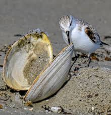 Attēlu rezultāti vaicājumam “Calidris alba adult”