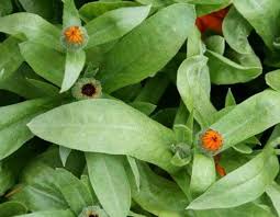 Attēlu rezultāti vaicājumam “Calendula officinalis leaf”