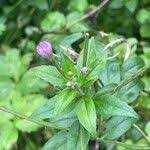 Attēlu rezultāti vaicājumam “Epilobium palustre”