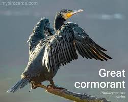Image result for Phalacrocorax carbo