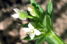 Image result for Galium aparine