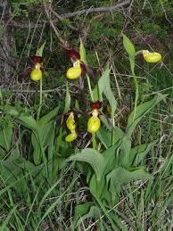 Attēlu rezultāti vaicājumam “Cypripedium calceolus”