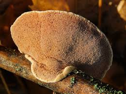 Attēlu rezultāti vaicājumam “Hapalopilus nidulans”