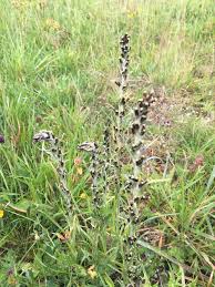 Attēlu rezultāti vaicājumam “Gnaphalium sylvaticum flower”