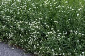 Attēlu rezultāti vaicājumam “Berteroa incana”