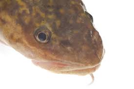 Attēlu rezultāti vaicājumam “Lota lota”