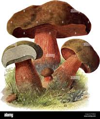 Attēlu rezultāti vaicājumam “Boletus luridus”