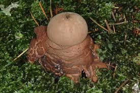 Attēlu rezultāti vaicājumam “Geastrum rufescens”