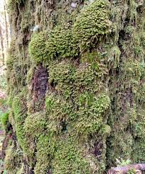 Attēlu rezultāti vaicājumam “Scapania lingulata”