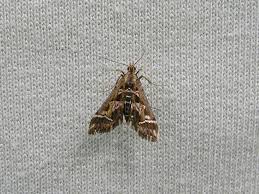 Attēlu rezultāti vaicājumam “Diasemia reticularis”