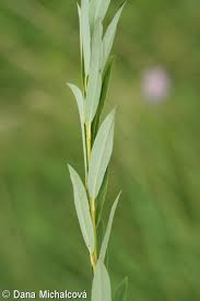 Attēlu rezultāti vaicājumam “Salix repens subsp. rosmarinifolia”