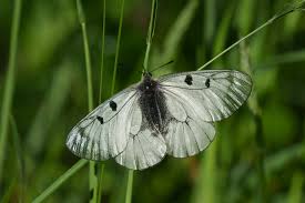 Attēlu rezultāti vaicājumam “Parnassius mnemosyne underside”