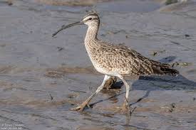 Image result for Numenius hudsonicus
