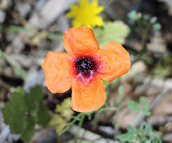 Attēlu rezultāti vaicājumam “Papaver argemone leaf”