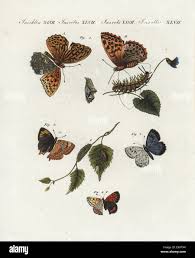 Attēlu rezultāti vaicājumam “Argynnis paphia pupa”