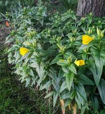 Image result for Oenothera biennis