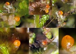 Attēlu rezultāti vaicājumam “Frullania tamarisci macro”