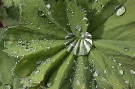 Image result for Frauenmantel