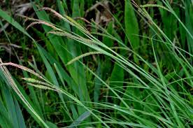 Attēlu rezultāti vaicājumam “Carex acuta”