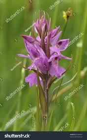 Attēlu rezultāti vaicājumam “Dactylorhiza traunsteineri”