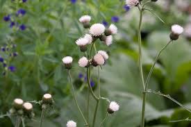 Attēlu rezultāti vaicājumam “Cirsium x rigens”