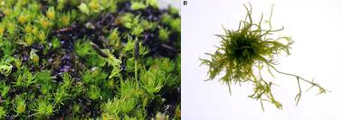 Attēlu rezultāti vaicājumam “Pleurocarpous mosses sporophyte”