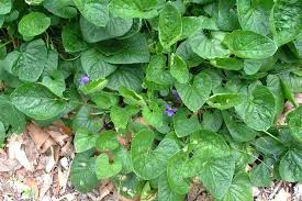 Attēlu rezultāti vaicājumam “Viola odorata leaf”