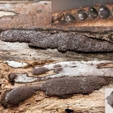 Attēlu rezultāti vaicājumam “Hypoxylon vogesiacum”