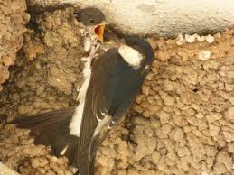 Attēlu rezultāti vaicājumam “Delichon urbicum juvenile”