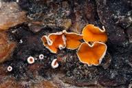 Attēlu rezultāti vaicājumam “Aleurodiscus amorphus”