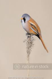 Attēlu rezultāti vaicājumam “Panurus biarmicus male”