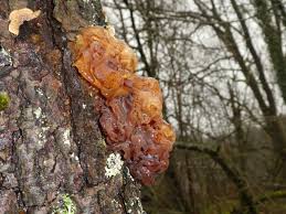 Attēlu rezultāti vaicājumam “Tremella foliacea”