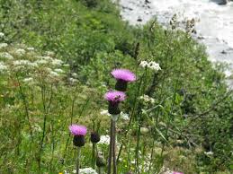 Attēlu rezultāti vaicājumam “Cirsium heterophyllum flower”