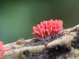 Attēlu rezultāti vaicājumam “Arcyria denudata macro”