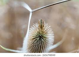 Attēlu rezultāti vaicājumam “Carpocoris sp.”
