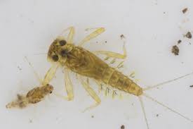 Attēlu rezultāti vaicājumam “Heptagenia sulphurea female”