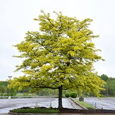 Attēlu rezultāti vaicājumam “Gleditsia triacanthos”