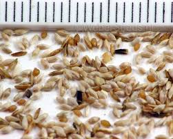 Attēlu rezultāti vaicājumam “Phleum pratense”