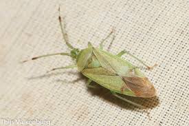 Attēlu rezultāti vaicājumam “Pantilius tunicatus imago”