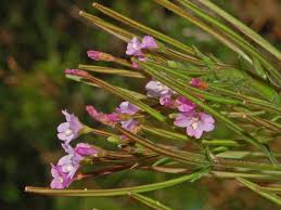 Attēlu rezultāti vaicājumam “Epilobium parviflorum”