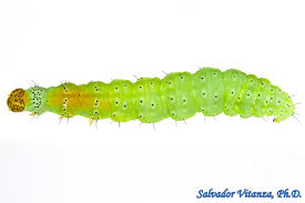 Attēlu rezultāti vaicājumam “Plutella xylostella”