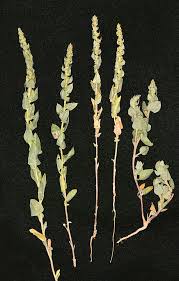 Attēlu rezultāti vaicājumam “Atriplex calotheca”