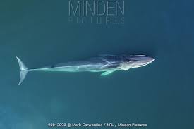 Image result for Balaenoptera physalus