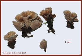 Attēlu rezultāti vaicājumam “Thelephora terrestris”