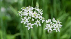 Image result for Schnittknoblauch