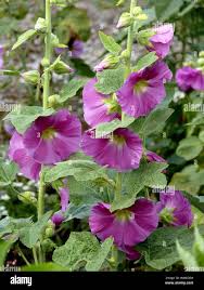 Image result for Stockrose